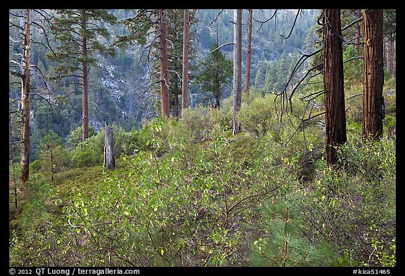 Forest scene, Lewis Creek. Kings Canyon National Park (color)