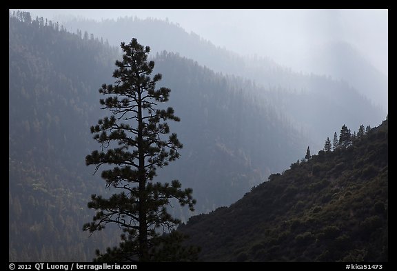 Silhouetted tree and canyon ridges. Kings Canyon National Park (color)