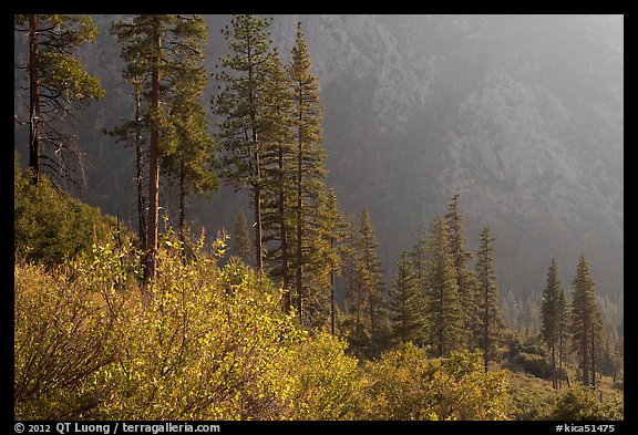 Trees and canyon walls, late afternoon. Kings Canyon National Park (color)