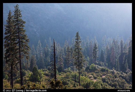 Forest and valley slopes. Kings Canyon National Park (color)