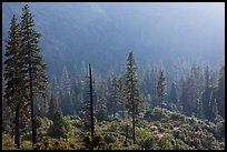 Forest and valley slopes. Kings Canyon National Park ( color)
