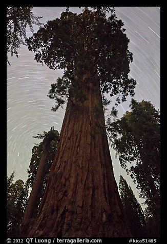 Sequoia and star trails, Grant Grove. Kings Canyon National Park (color)