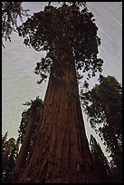 Sequoia and star trails, Grant Grove. Kings Canyon National Park, California, USA.