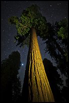 Sequoia tree, planet, stars. Kings Canyon National Park, California, USA.