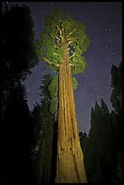 General Grant tree and night sky. Kings Canyon National Park, California, USA.