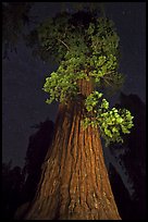 Giant Sequoia tree and night sky. Kings Canyon National Park, California, USA.