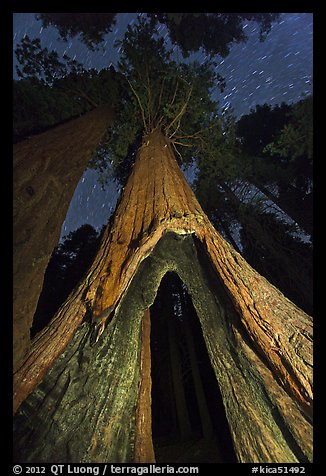 Sequoia tree with opening at base at night, Redwood Canyon. Kings Canyon National Park (color)