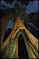 Sequoia tree with opening at base at night, Redwood Canyon. Kings Canyon National Park, California, USA.