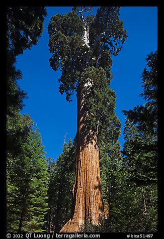 General Grant tree. Kings Canyon National Park (color)