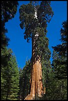 General Grant tree. Kings Canyon National Park ( color)