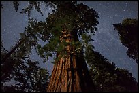Giant Sequoia moonlit at night. Kings Canyon National Park ( color)