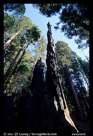 Burned tall tree. Sequoia National Park (color)