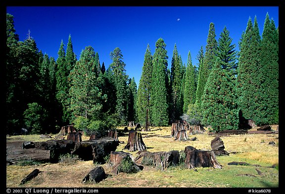 Big sequoia tree stumps. Giant Sequoia National Monument, Sequoia National Forest, California, USA (color)