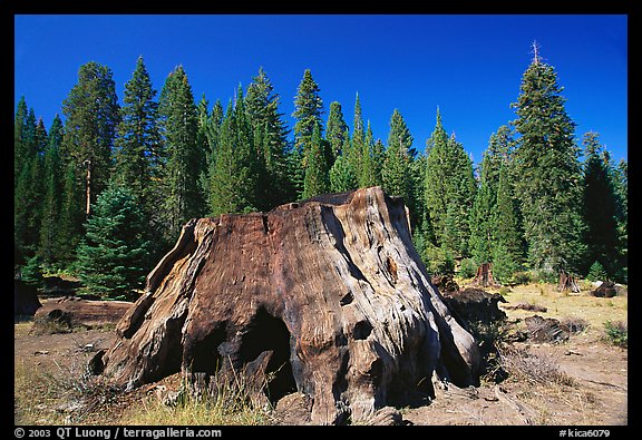 Big sequoia stump. Giant Sequoia National Monument, Sequoia National Forest, California, USA (color)