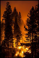 Control burn. Kings Canyon National Park ( color)