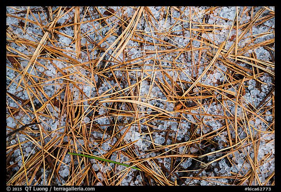 Close-up of fallen sequoia needles over hailstones. Kings Canyon National Park (color)