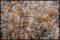 Close-up of fallen sequoia needles over hailstones. Kings Canyon National Park ( color)