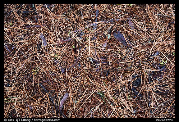 Close-up of fallen needles and chunks of wood. Kings Canyon National Park, California, USA.