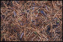 Close-up of fallen needles and chunks of wood. Kings Canyon National Park ( color)