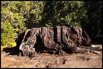 Mark Twain Stump, 90 feet cicumferance. Kings Canyon National Park ( color)