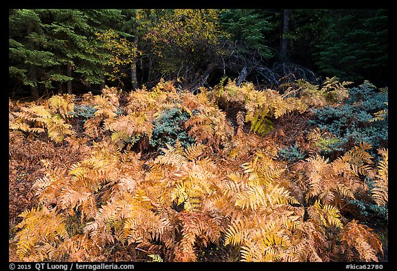 Ferns in autumn, Big Stump Basin. Kings Canyon National Park (color)