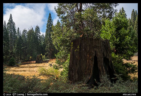 Meadow with sequoia stumps, Big Stump Basin. Kings Canyon National Park (color)
