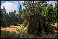 Meadow with sequoia stumps, Big Stump Basin. Kings Canyon National Park ( color)