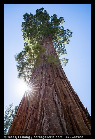 Looking up sequoia and sun, Grant Grove. Kings Canyon National Park (color)