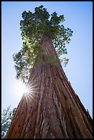 Looking up sequoia and sun, Grant Grove. Kings Canyon National Park ( color)