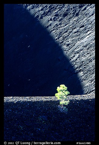 Shadows and pine on top of Cinder cone, early morning. Lassen Volcanic National Park (color)