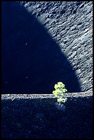 Shadows and pine on top of Cinder cone, early morning. Lassen Volcanic National Park, California, USA. (color)
