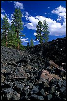Pines on Fantastic lava beds. Lassen Volcanic National Park ( color)