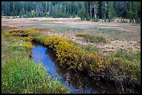 Stream in tree-bordered meadow. Lassen Volcanic National Park ( color)