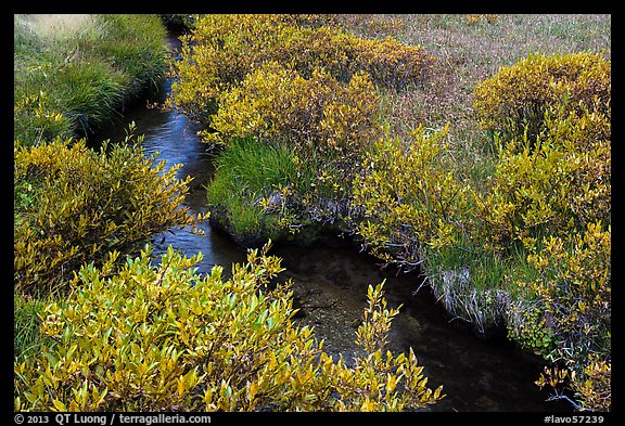 Shrubs and stream, late summer. Lassen Volcanic National Park (color)