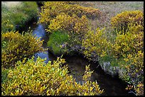 Shrubs and stream, late summer. Lassen Volcanic National Park ( color)