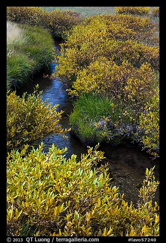 Shrubs in fall foliage along stream. Lassen Volcanic National Park (color)