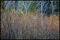 Dense shrubs and bare trunks. Lassen Volcanic National Park ( color)