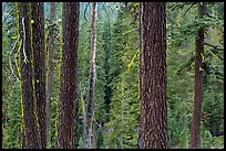 Trunks and conifer forest. Lassen Volcanic National Park ( color)