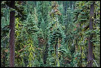 Conifer forest. Lassen Volcanic National Park ( color)