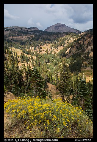 Rabbitbrush in bloom, forested valley, and Lassen Peak. Lassen Volcanic National Park, California, USA.