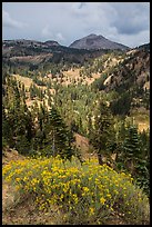 Rabbitbrush in bloom, forested valley, and Lassen Peak. Lassen Volcanic National Park ( color)