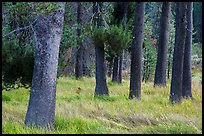Pine tree trunks, Warner Valley. Lassen Volcanic National Park ( color)