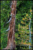 Weathered incense cedar trunk. Lassen Volcanic National Park ( color)