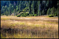 Drakesbad meadow, late summer. Lassen Volcanic National Park ( color)