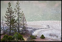 Trees and cracked mud, Boiling Springs Lake. Lassen Volcanic National Park ( color)