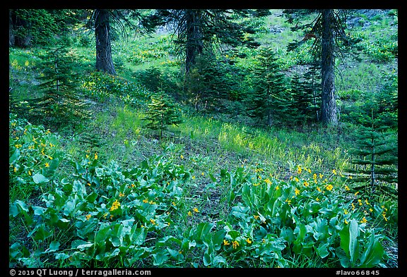 Arrow leaf balsam roots in meadow. Lassen Volcanic National Park (color)