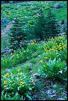 Arrow leaf balsam root flowers and fir in meadow. Lassen Volcanic National Park ( color)