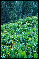 Wildflowers and red fir forest. Lassen Volcanic National Park ( color)