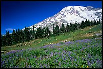 Flowers at Paradise and Mt Rainier, morning. Mount Rainier National Park, Washington, USA. (color)