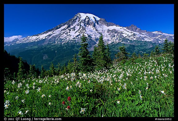 Avalanche lillies and Mt Rainier seen from the Tatoosh range, afternoon. Mount Rainier National Park (color)